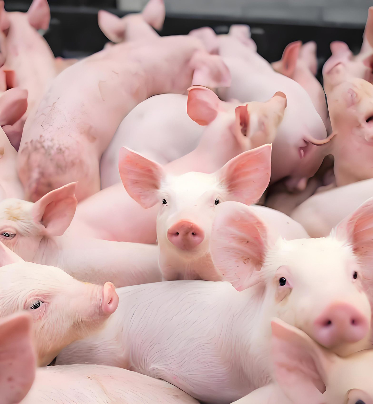 每年为市场输送800000只优质生猪