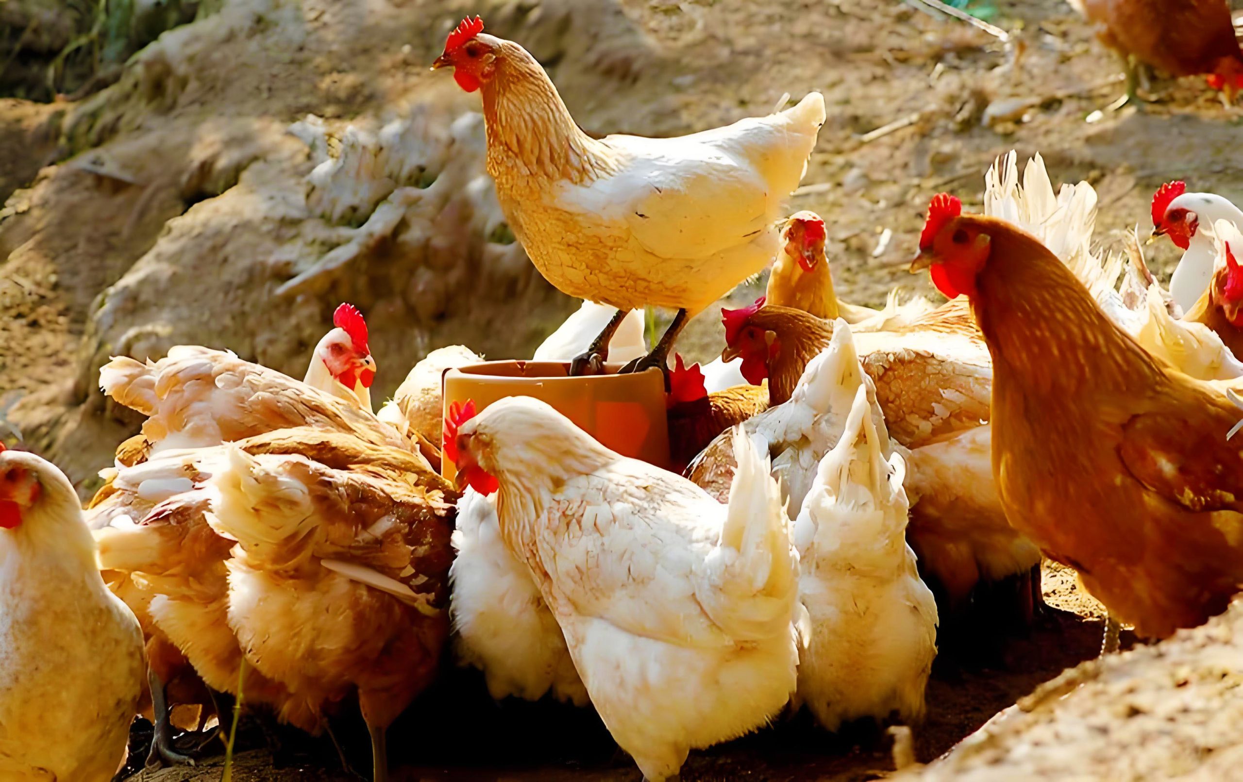 潜江本土家禽全产业链服务商